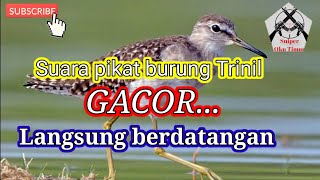 SUARA PIKAT BURUNG TRINIL||BURUNG TRINIL