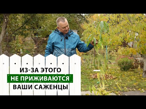 Video: Cypress Euphorbia (20 ảnh): Việc Sử Dụng Cypress Euphorbia Trong Thiết Kế Cảnh Quan, Trồng Và Chăm Sóc