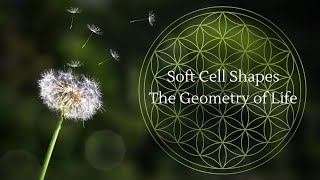 Mathematicians Reveal Soft Cells: A New Class of Shapes screenshot 3