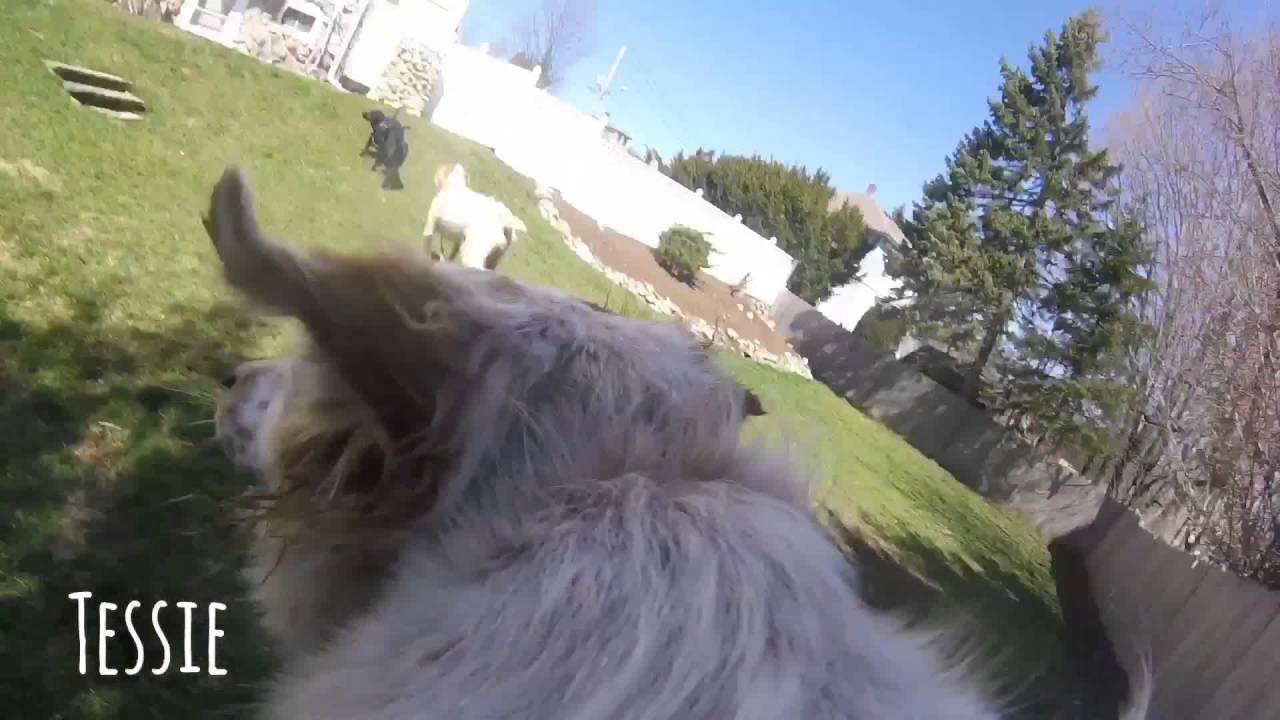 The Pupcam: Tessie