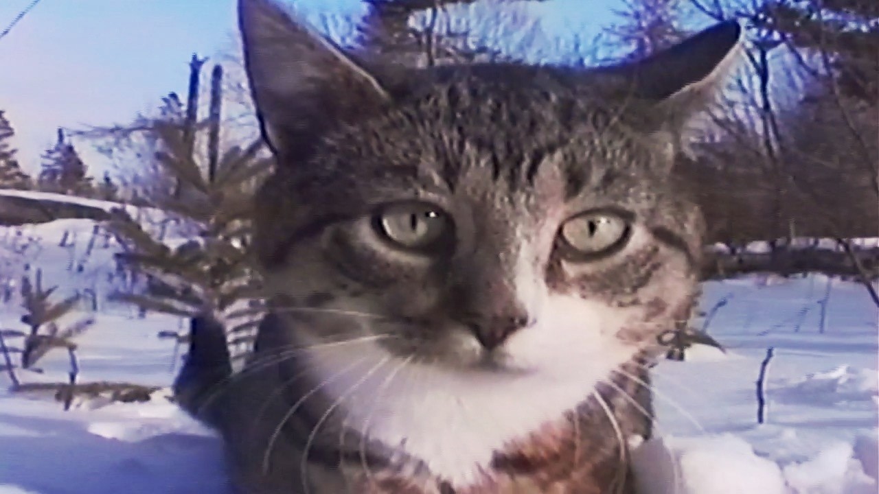 tomorrow is another day, but I want to stay here