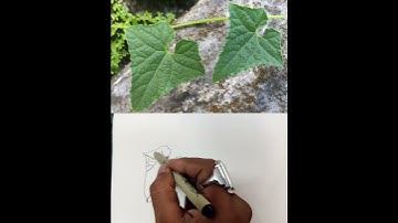 leaves-a contour drawing #art #drawing #shorts #shortsvideo #ytshorts