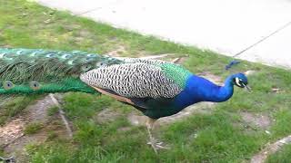 Peacocks attack people in Vancouver