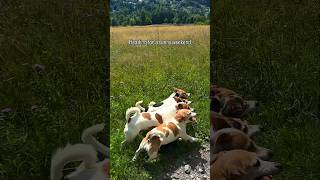 Dogs Think They’re CARS 😂🐕 | Funniest Dog Training Ever 🚗💨