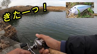 [晩秋バス釣り] シャロークランクベイトでボトムノッキングが効いた！(ラパラ DT-6 ラッキークラフト LC 1.5) (rapala luckycraft) クワイルレイク in カリフォルニア