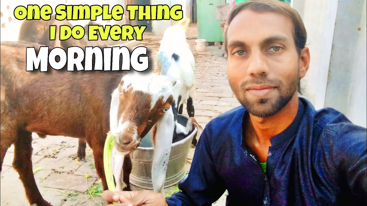 One Simple Thing I Do Every Morning to Keep My Goats Healthy