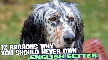 12 redenen waarom je nooit een Engelse Setter zou moeten hebben 🐾
