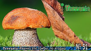 Terraria-Иванко (по грибы, по ягоды) № 51 Terraria-Иванко (по грибы, по ягоды) № 51