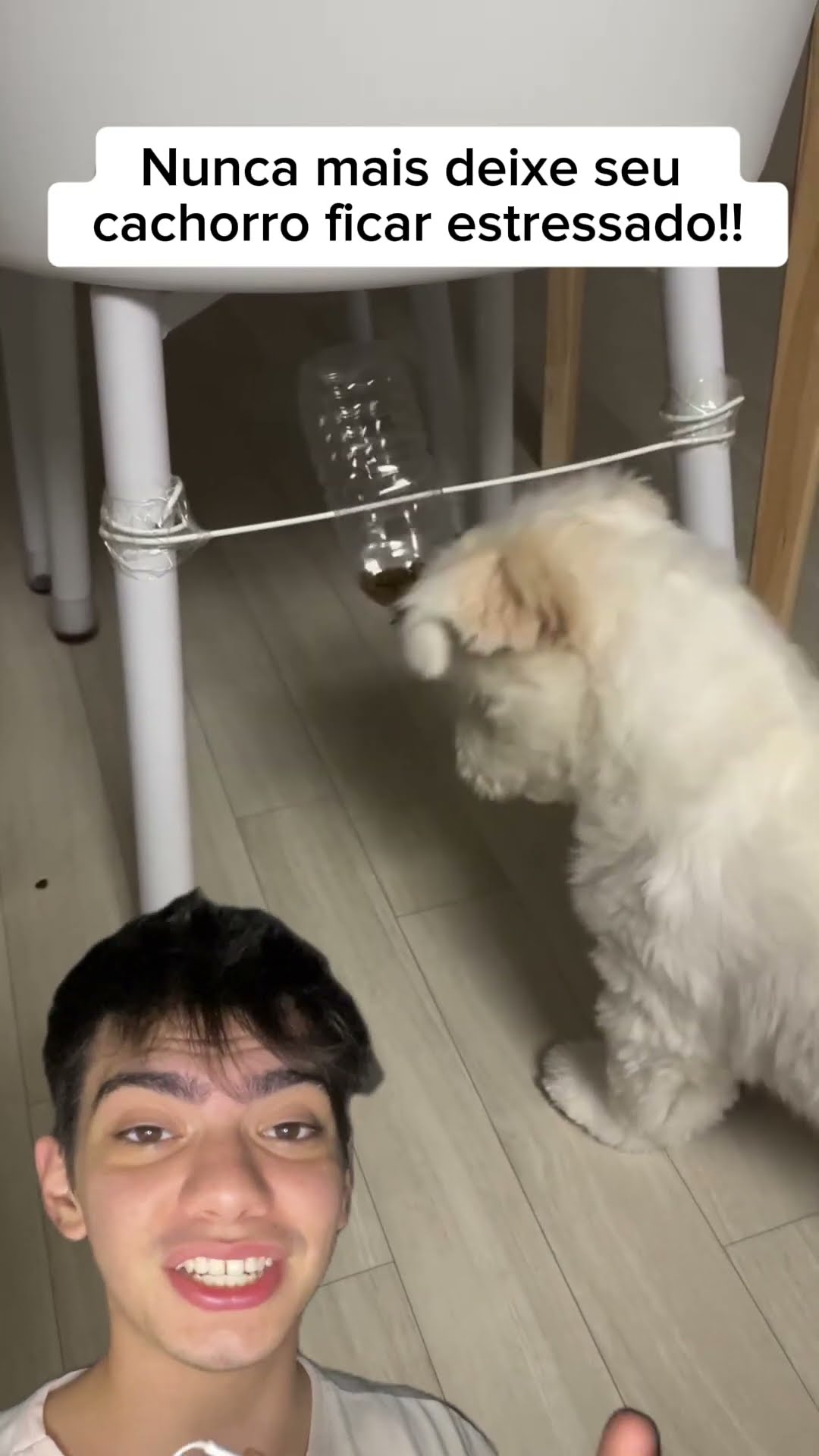 Mantenha seu cachorro distraído! Garrafa PET + ração = diversão e nada de ansiedade! ?