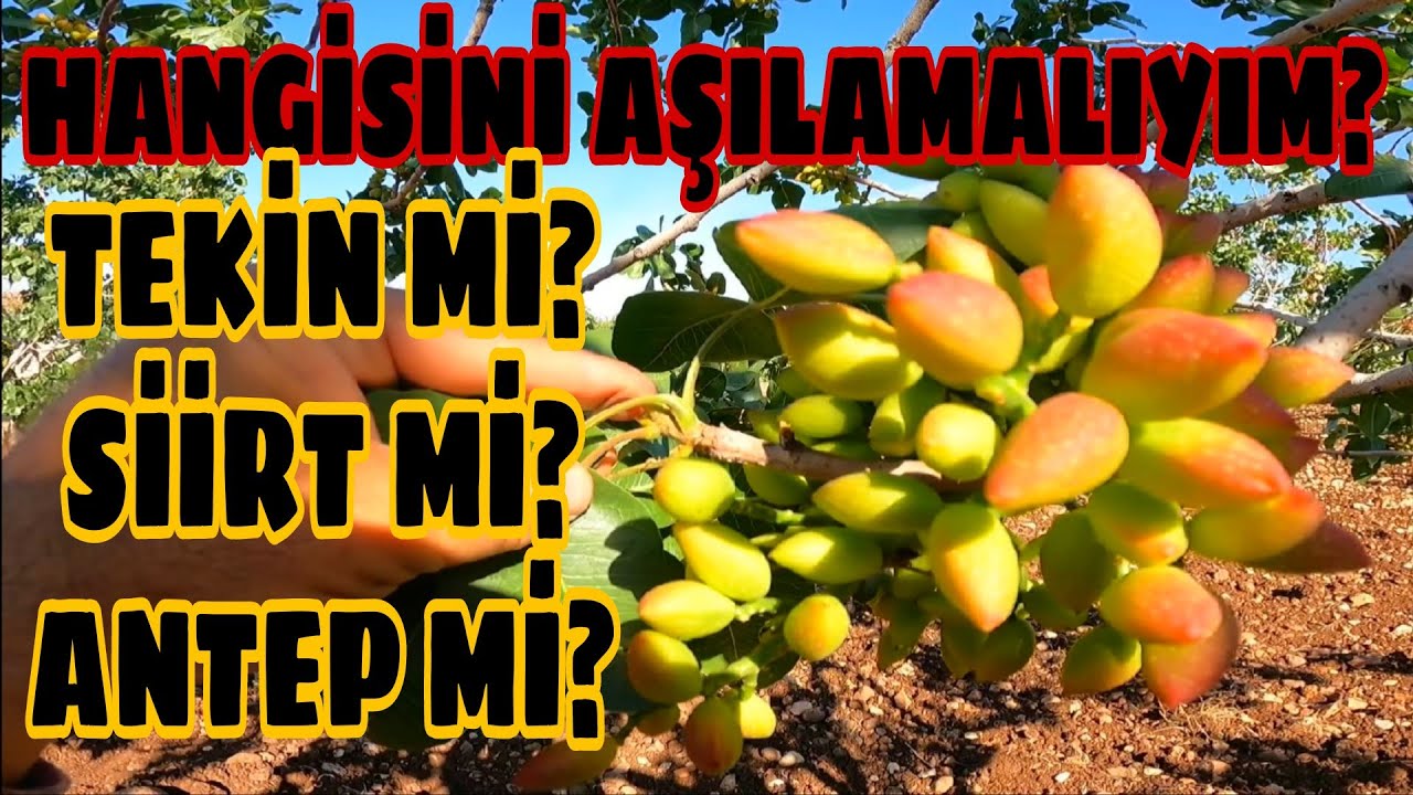 Antep fıstığı aşısında TEKİN çılgınlığı... hangi çeşidi aşılamalıyım?   Sorulara cevaplar...