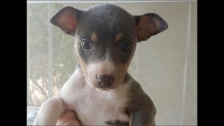 Dont Run Over Rat Terriers