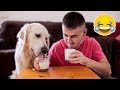Yogurt Eating Competition: My Golden Retriever Dog vs. Me