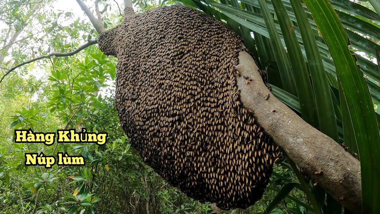 Cứ Tưởng Đâu Cắt Rồi Ai Ngờ Còn Nguyên Bầu Mật Quá Đẹp Luôn.