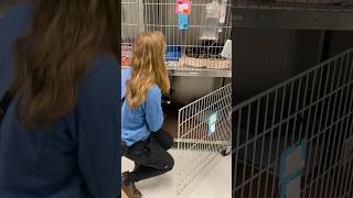 Penn Foster: Externship 1: Skills Group 9: Placing a cat in a lower cage