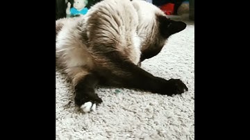 Cats and Honeysuckle - cute video of a cat playing with honeysuckle