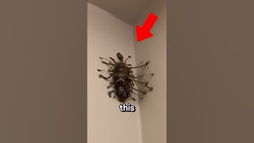 Als u dit ziet, raak dan niet in paniek.