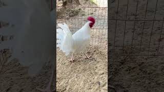 Beautiful White Roosters roosters finerooster viralshort