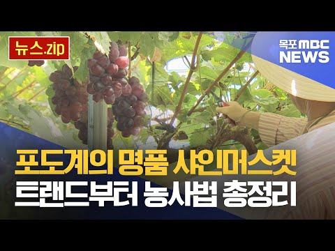 최근 트렌드부터 과거 농사법까지 샤인머스켓 총정리