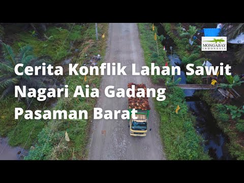 Cerita Konflik Lahan Sawit Nagari Aia Gadang Pasaman Barat | 5 Petani Ditahan | Mongabay Indonesia