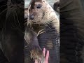 Yoshi Yoshi Nene Seal【桃鈴ねね/MomosuzuNene】
