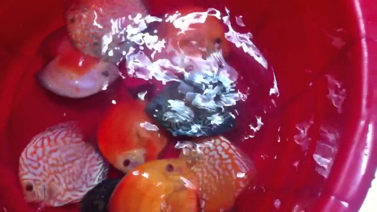 Discus fish lover in Kolkata 2013 YouTube
