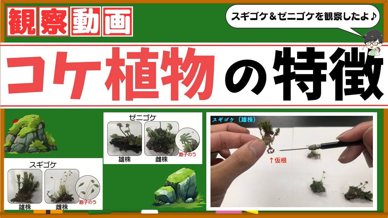 【中学理科】コケ植物の特徴！スギゴケ＆ゼニゴケの観察！ - YouTube