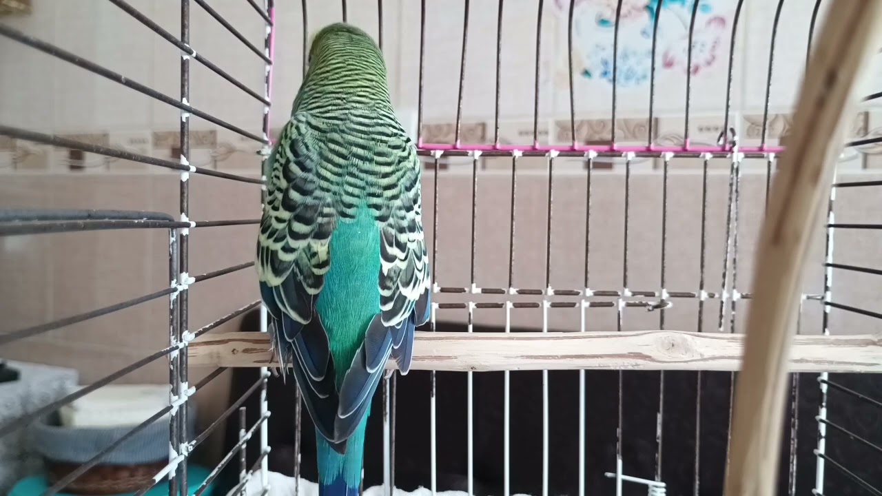 Kuşunuzu Mutlu Etmenin En Kolay Yolu: 2 Saatlik Muhabbet Kuşu Çağırma Sesi ,