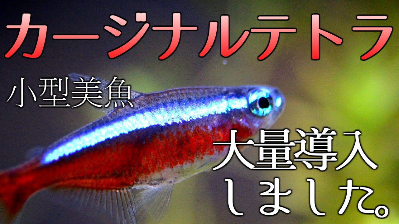 小型美魚の代名詞 カージナルテトラを大量導入 ネオンテトラとの違いは 48 アクアリウム Youtube