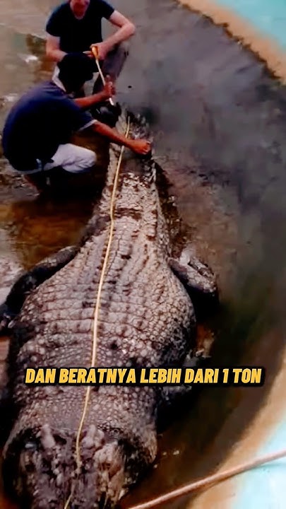 #animals #crocodile #facts #funny #greenscreen - YouTube