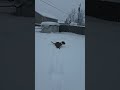 Threw a Snowball🤣🤣🤣#huskymix #doglife #winterfun