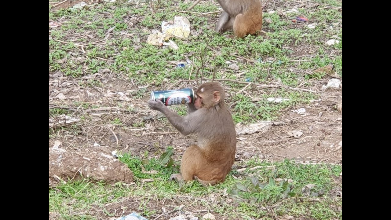 MONKEY DRINKING BEER IN MARGALLAH HILLS YouTube