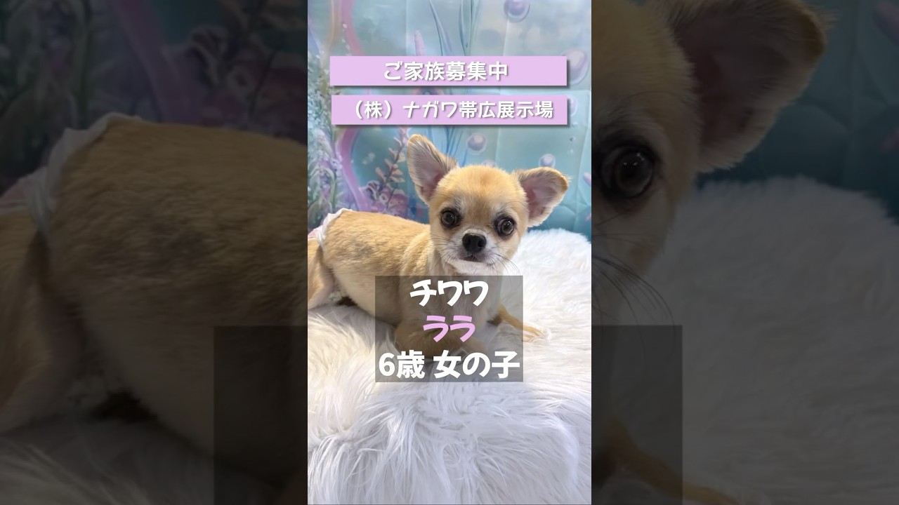 ご家族募集中】なでなで大好き♡にっこり笑顔が愛らしいチワワのララ