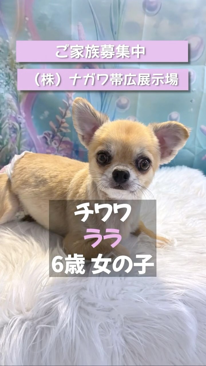 チワワのララちゃん ご家族募集中】なでなで大好き♡にっこり笑顔が愛らしいチワワのララ