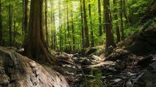 Manhã na Floresta | Relaxar e Tranquilizar a Mente | Som dos Pássaros | Sons da Natureza