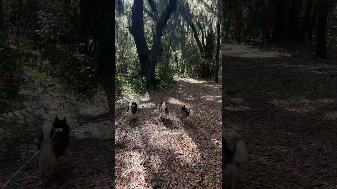Wiggle Butts Under Weepy Trees