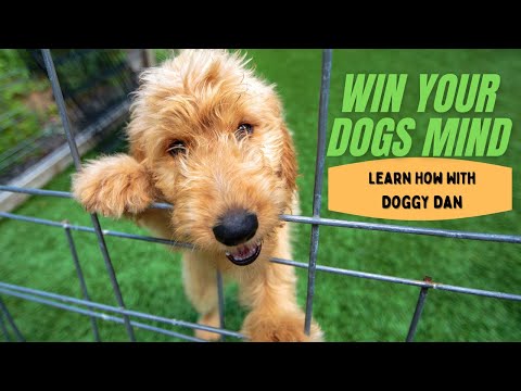 Win Your Dogs Mind With The Dog Calming Code: Learn How With Doggy Dan