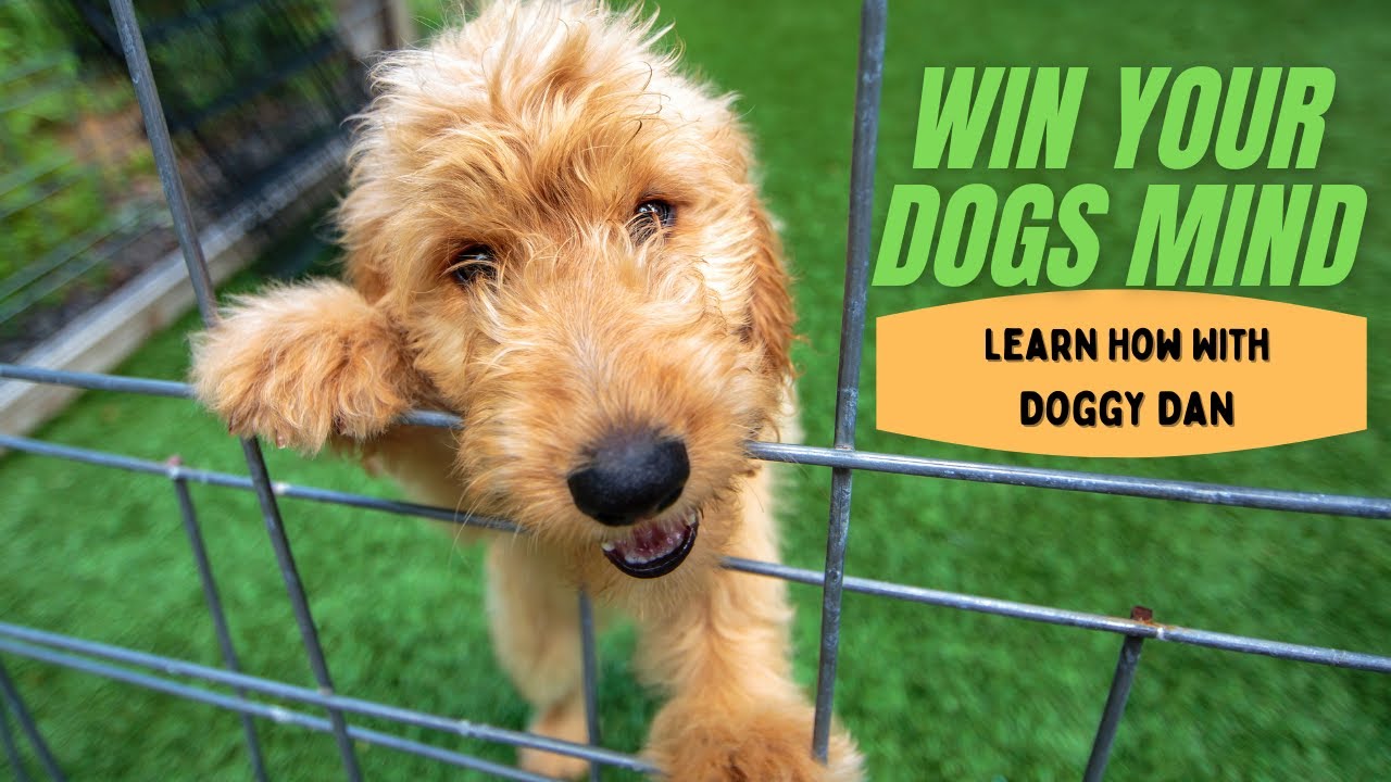 Win Your Dogs Mind With The Dog Calming Code: Learn How With Doggy Dan ...