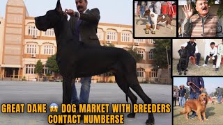AMRITSAR DOG SHOW BIGGEST GREAT DANE  DOG MARKET WITH BREEDERS CONTACT NUMBERS
