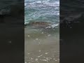 #🌎 earth discoveries[ sea turtle 🐢]