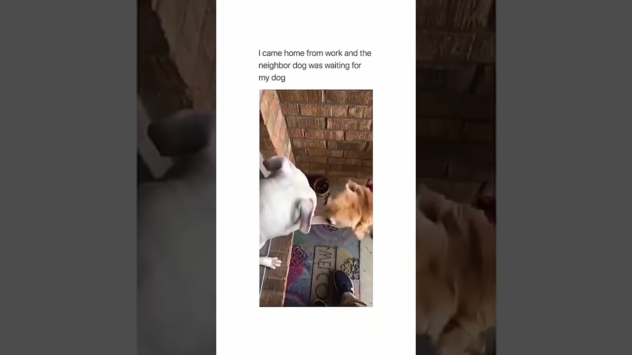 Funny and cute dogs compilation