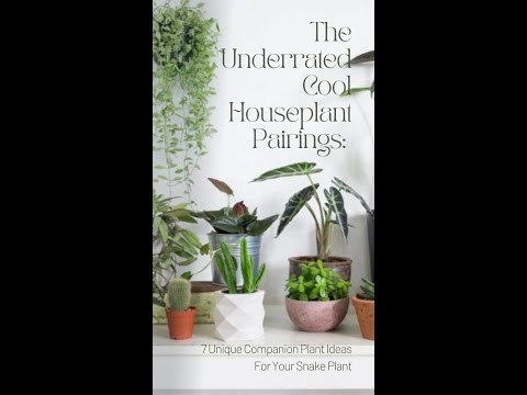 Video: Companion Plants For Succulents – Planten met vetplanten in tuinen