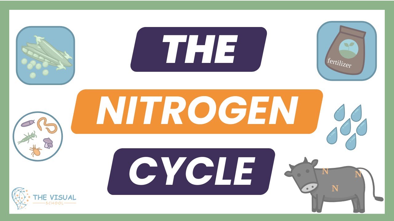 The Nitrogen Cycle | Simple Breakdown for AP Environmental Science Exam ...