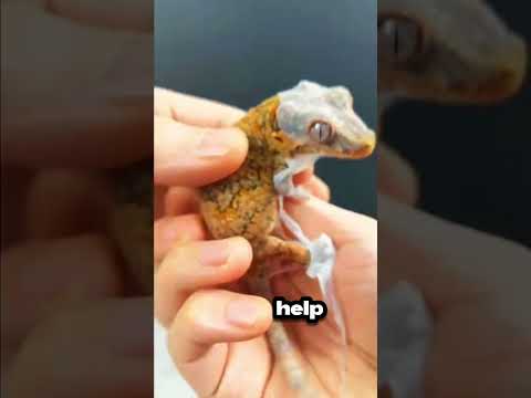 Everyone Thought He Was Hurting His Gecko… But They Were Wrong#short