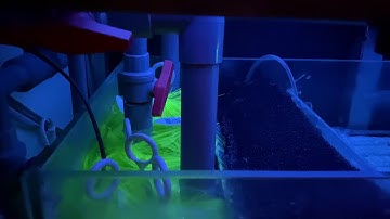 Mẹo Tự Động Tạo oxi cho bộ lọc. Giảm tiếng ồn hút mặt bể cá công nghệ mới