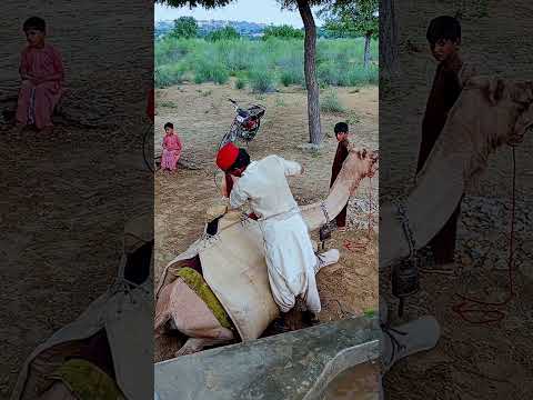 ح ت ى ال ي و م ي ج ل ب ال م اء ف ي الص ح ر اء ب ه ذ ه الط ر يق ة م ش ه د ي ل ام س