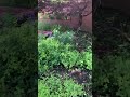 美しさにふるえるヒメヒオウギスイセン#姫檜扇水仙#flowers #garden #植物 #nature #ガーデン