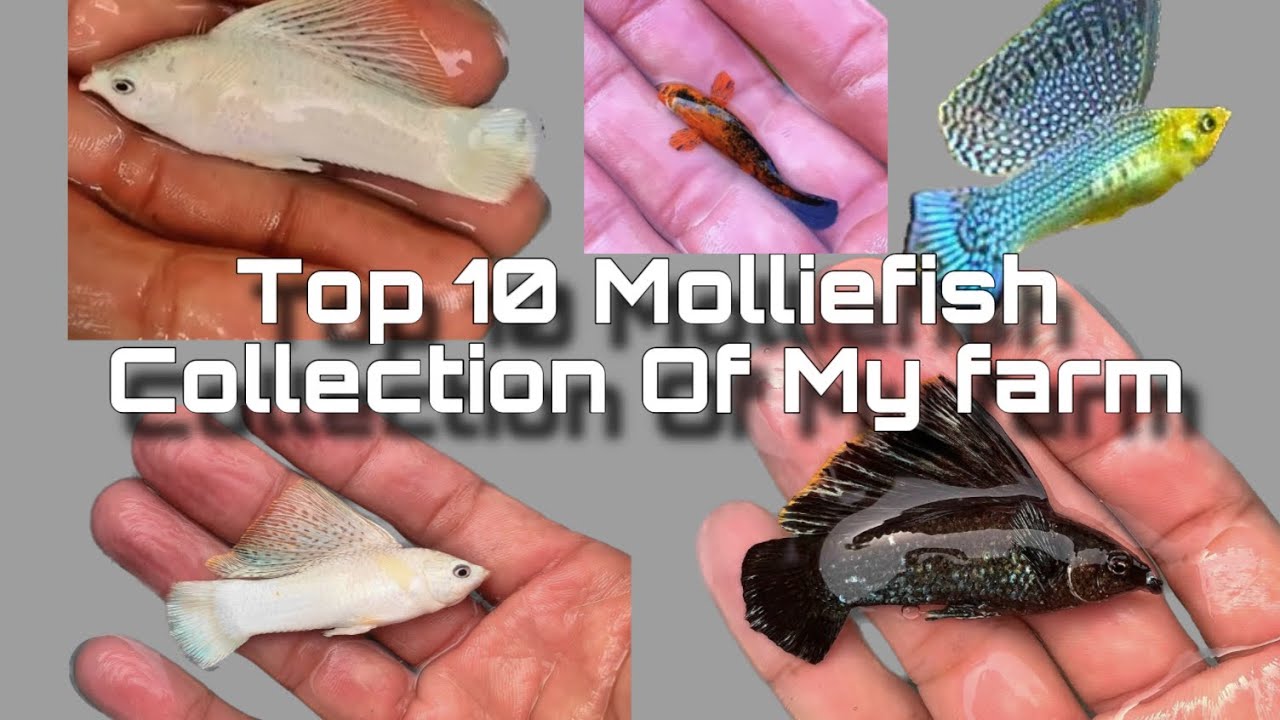 How to breed Mollies for profit how to keep Mollie fish mollyfish