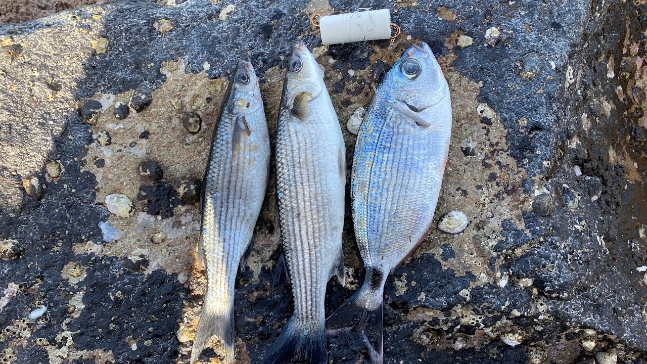 Kıbrıs Sarması Kefal Sarpa Melenur Balık Avı