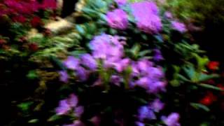 VIDEO0009.3gp