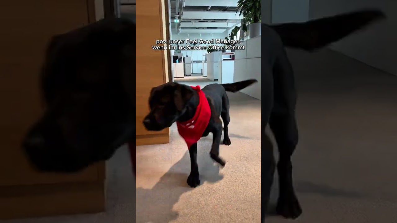 HSBA: Feel Good Manager